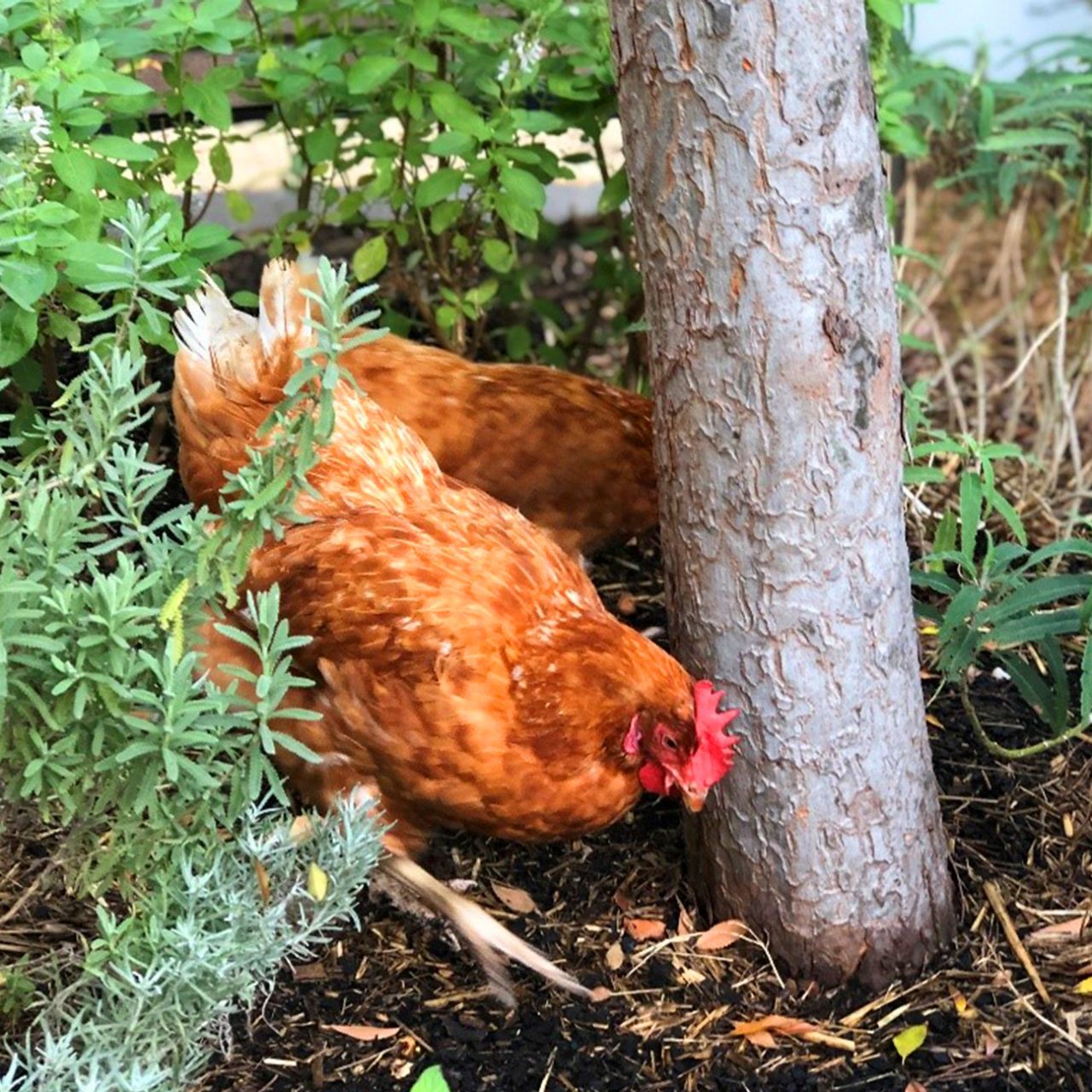 Close-up of chicken in a garden on the 9-19 Elizabeth Street rooftop